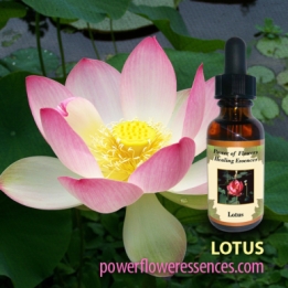 lotus_flower_essence